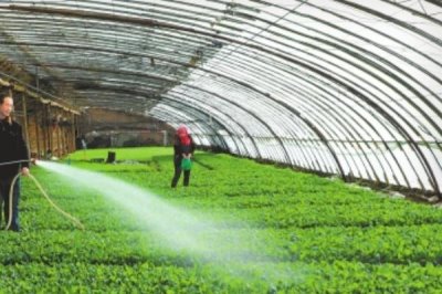 甘蓝的种植方法,夏播甘蓝可选在7月下旬左右