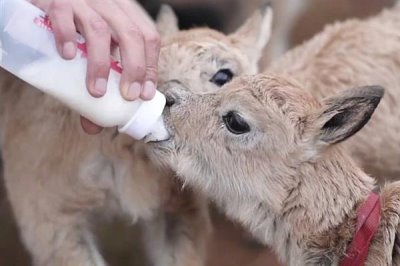 小羊不吃奶怎么处理，可以把奶挤出来再用注射剂灌喂