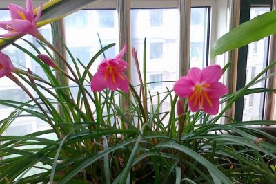 韭菜莲不开花的原因及解决方法，缺乏光照或者肥水不足均会导致