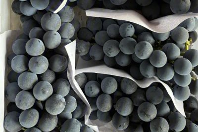 夏黑葡萄相关介绍,也叫夏黑无核葡萄、属于欧美杂交品种