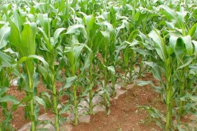 金凯797玉米种简介,密度5000株/亩左右