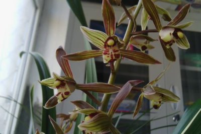 哪些兰花品种在春节前后开花，常见的有君子兰和蝴蝶兰