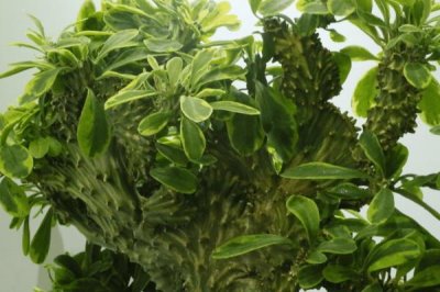 麒麟掌叶子发黄是什么原因,温度光照水分和施肥都影响