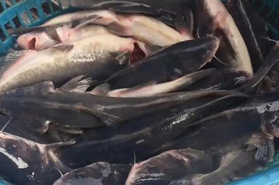 回鱼是什么鱼，一般是指长吻鮠