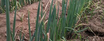 葱属于喜阴还是喜阳作物,喜阳但不耐晒