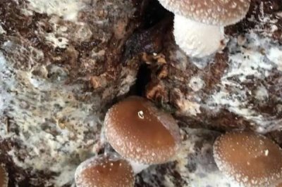 秋季香菇管理办法,接种后应立刻转移到发菌室