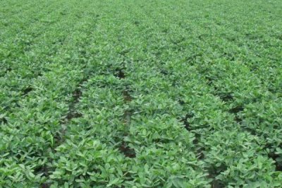 河南花生的产量,目前河南花生产量正在逐渐增加