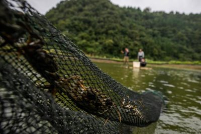 养螃蟹的适宜水深，高温天气要保持在1.5米左右