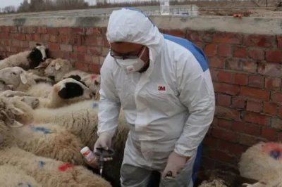 羊春季打什么疫苗,时间在每年2月下旬-3月上旬