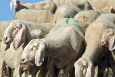 羊吃些什么东西,吃粗饲料和精饲料等