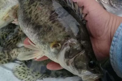 我国最贵的十大淡水鱼，前三分别为云南裂腹鱼、长江刀鱼、鳇鱼