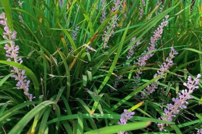 麦冬炭疽病的症状以及怎么防治,叶片上会出现黄褐色的小圆点