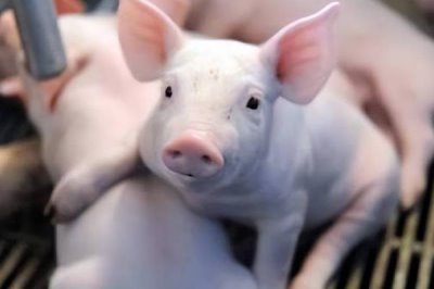 猪吃哪种饲料长得快,饲料应多样且营养全面