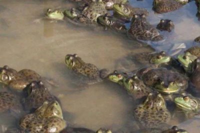 牛蛙的养殖技术,选择水源充足、水质良好的地方建造池塘