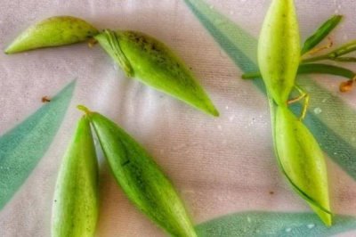 地梢瓜有种子吗,种子就存在于它的果实之中