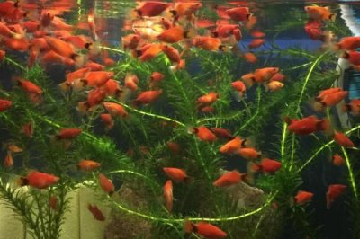 米奇鱼可以和孔雀鱼混养吗，都是热带鱼适合混养