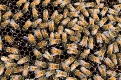 冬季中蜂失王会不会急造王台,可能会造出王台但最好是合并到其它有王群