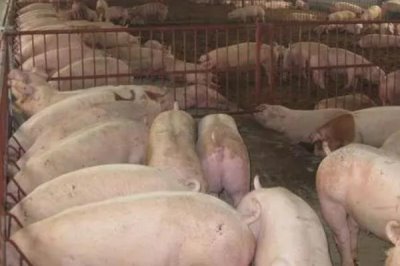 猪舍潮湿处理方法,潮湿情况时常发生