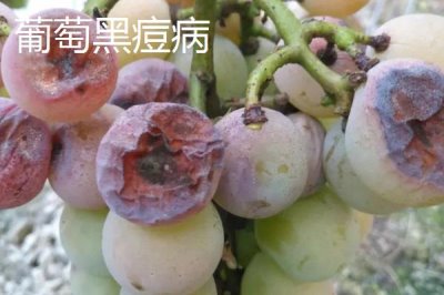 葡萄病虫害防治技术,不同病害的为害部位不同
