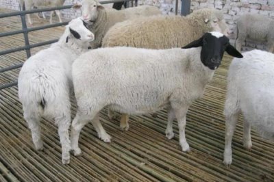 羊怎么喂养长得快，需要科学的喂养方法