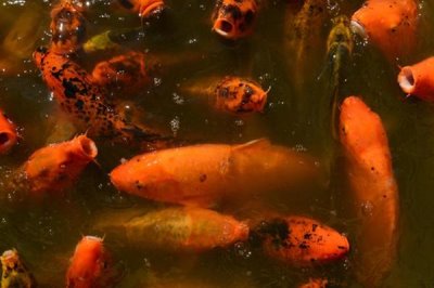 养锦鲤不打氧气行吗,鱼池养锦鲤可以不用打氧