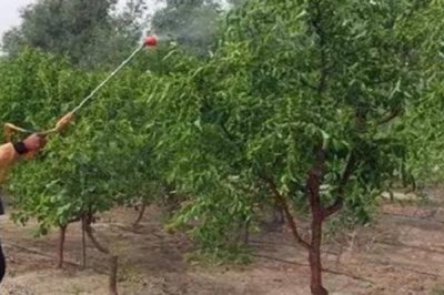 枣树怎么施肥,应根据生长时期确定肥料类型