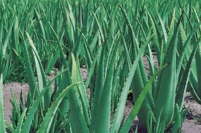 芦荟的种植管理方法,不要经常浇水