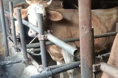 牛喂葡萄糖粉有没有坏处，是没有坏处的