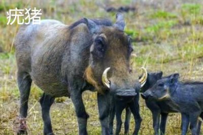 疣猪和野猪有什么区别,疣猪是野猪里面的一个品种