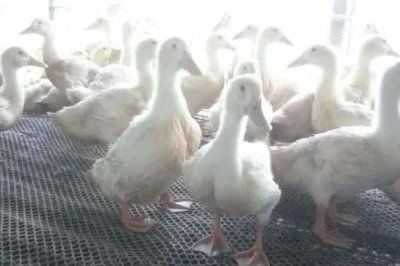 冬天怎么养殖肉鸭,重点要做好保温措施