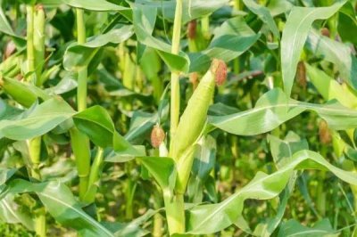 辽单518玉米品种的特性,中抗灰斑病