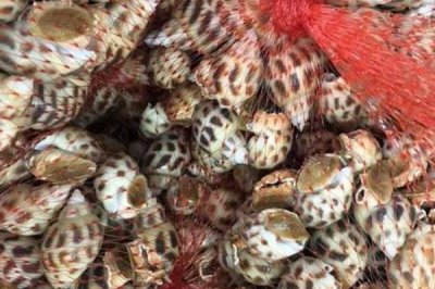 花螺的养殖方法,适宜的水温是23-30℃