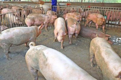 育肥猪拉黑稀的原因,可能是患有猪回肠炎