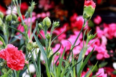 怎么让水养康乃馨花苞开花，要经常换水