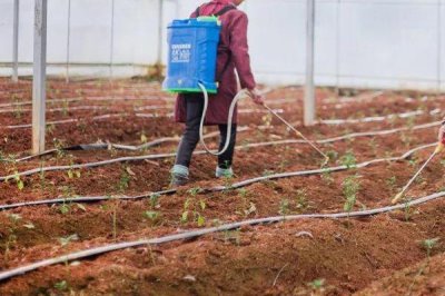 辣椒的施肥方式,不同生长阶段所需肥不同