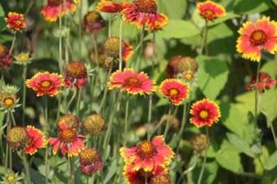 天人菊简介，中国中、南部广为栽培