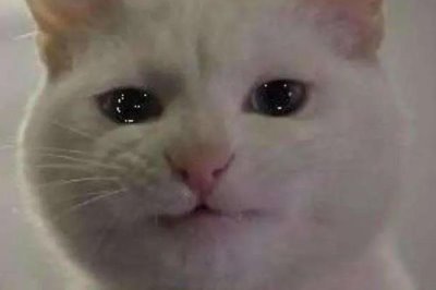 为什么猫咪会哭,可能是感觉孤独或者病了