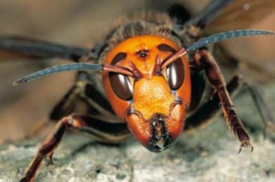 金环胡蜂是什么蜂，是体型最大的胡蜂