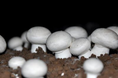 双孢菇的市场价格,各地的售价有区别