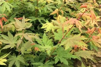 色木槭栽培技术,播种可在4月中旬进行