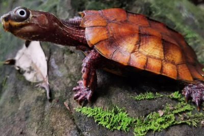 枫叶龟的价格，一般在200-500元一只