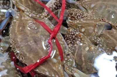 三疣梭子蟹是什么蟹，是常见的食用型蟹类