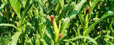 中河玉66玉米种子特征特性，出苗至成熟137.0天