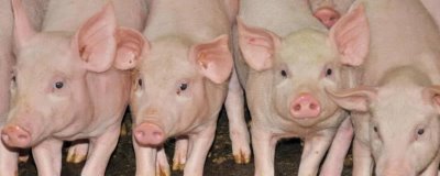 仔猪断奶转群要注意什么,要积极应对应激反应
