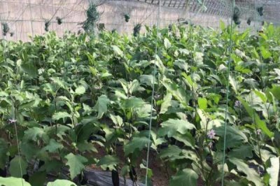 茄子中棚覆盖栽培的技术要点,生产上多采用大小行定植