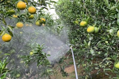 柑桔如何施肥,不同生长阶段的柑桔施肥方法不同