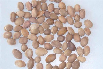 佛手瓜怎么种植，用温水浸种1小时再播种