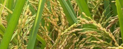 深两优858水稻种子特点，每亩有效穗数16.6万穗