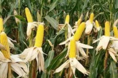 东非主要粮食作物,主要粮食作物为玉米