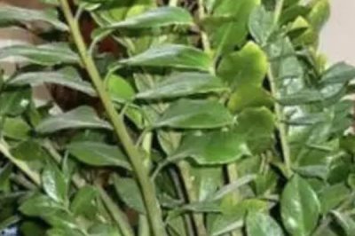 金钱树的浇水方法，春秋季节每隔半个月左右浇一次